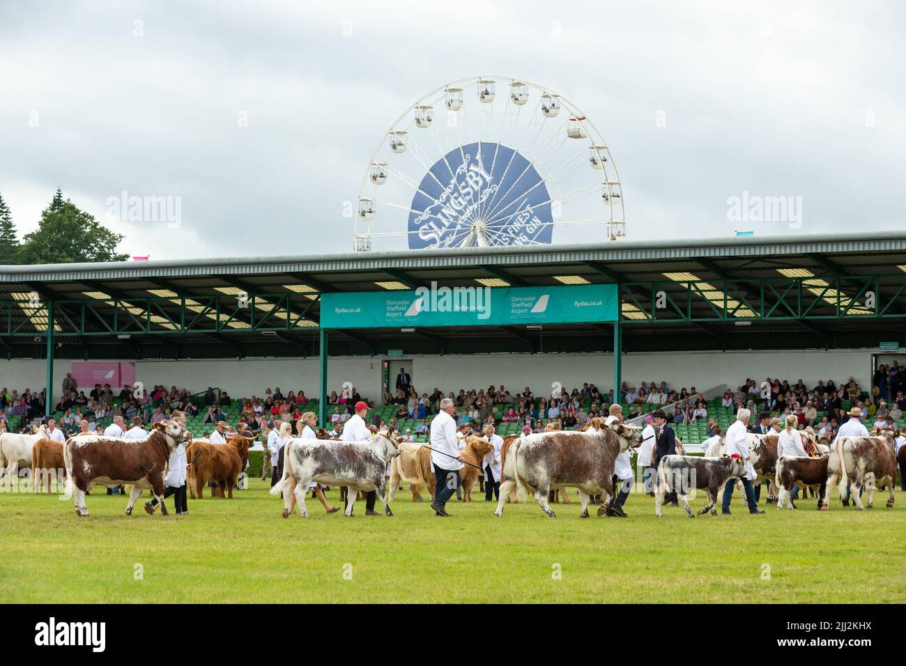 Great Yorkshire Show, Harrogate, UK. July 15, 2022. The Grand Cattle Parade in the Main Ring at the Great Yorkshire Show on final day with prize winni Stock Photo
