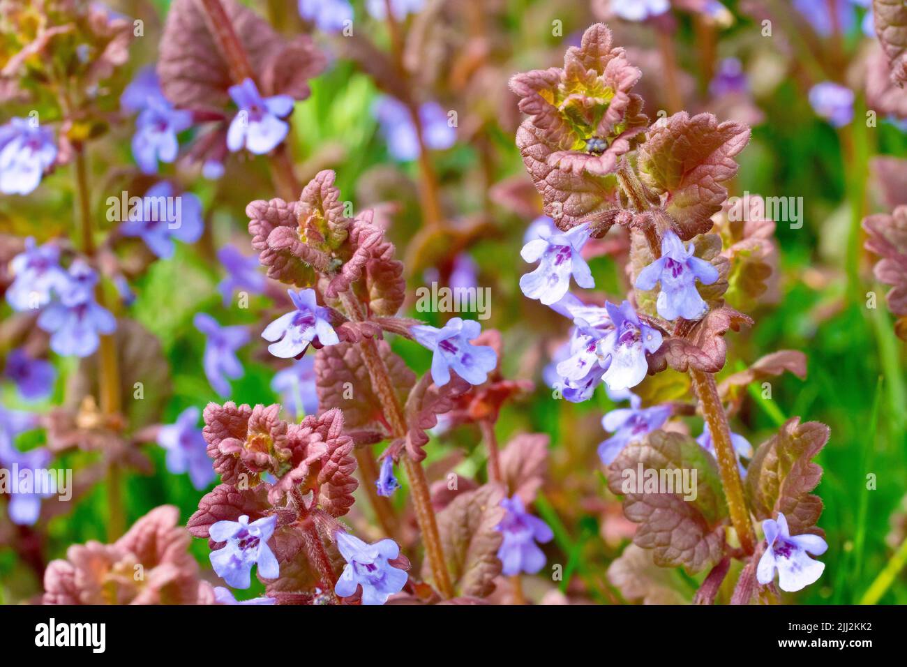 Ground Ivy (glechoma hederacea), close up focusing on a single flowering plant out of many. Stock Photo
