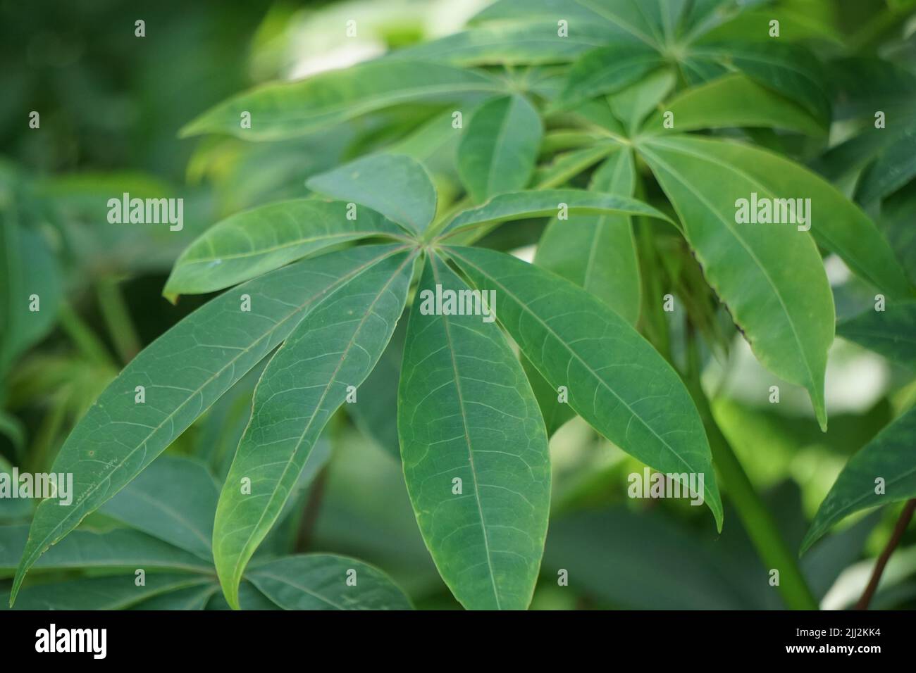 Ceiba pentandra (cotton, Java kapok, silk cotton, samauma) with a natural background. Indonesian used this plant as bed Stock Photo