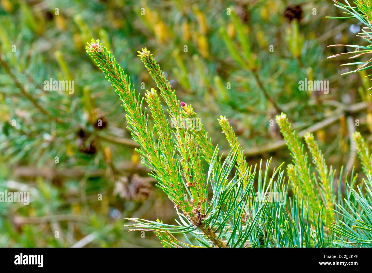 Scot's Pine (pinus sylvestris), close up of the new growth produced by the tree from the end of old branches in the spring. Stock Photo