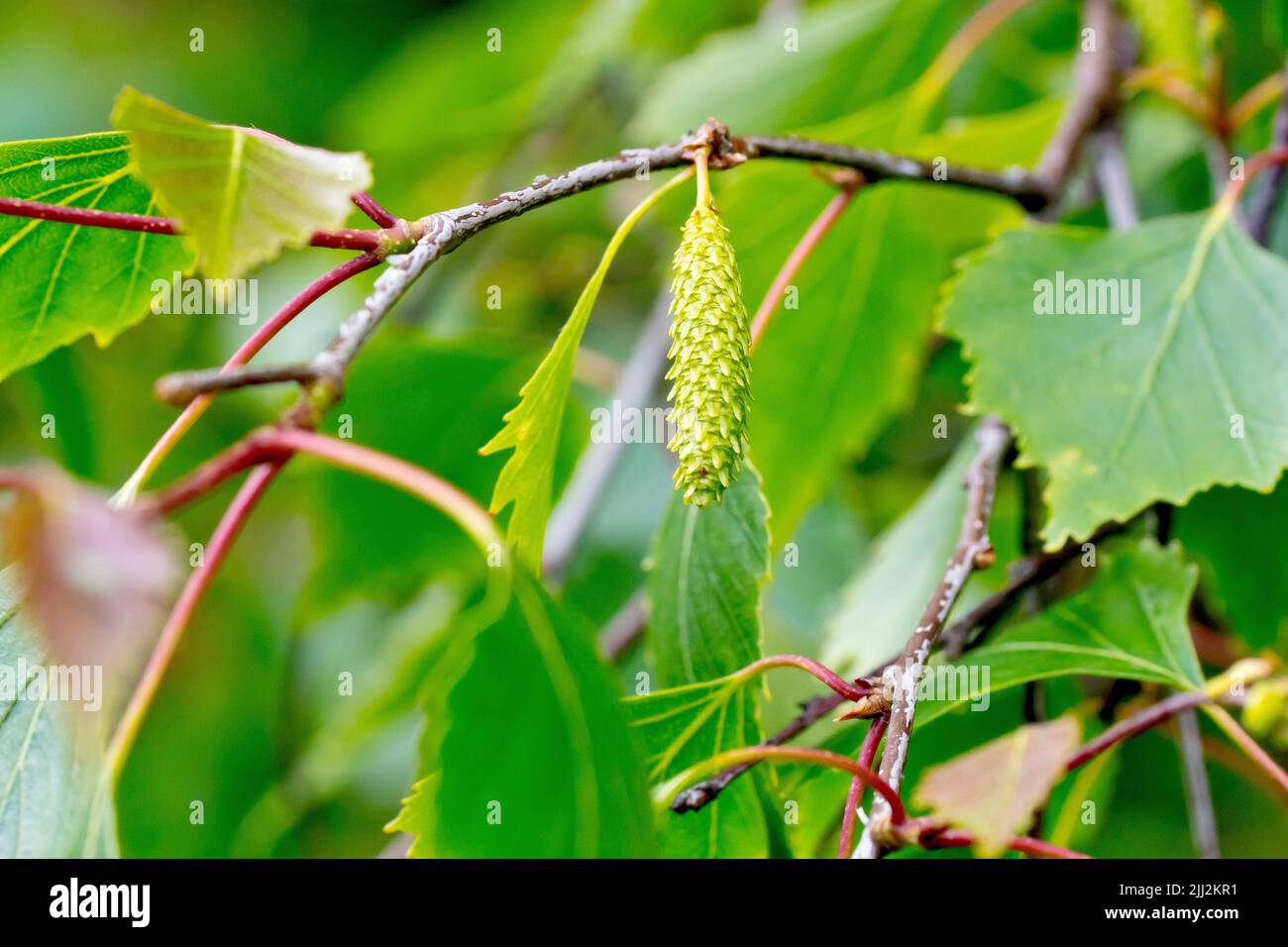 Silver Birch (betula pendula), close up of a solitary unripe fruit hanging from a branch amongst the leaves. Stock Photo