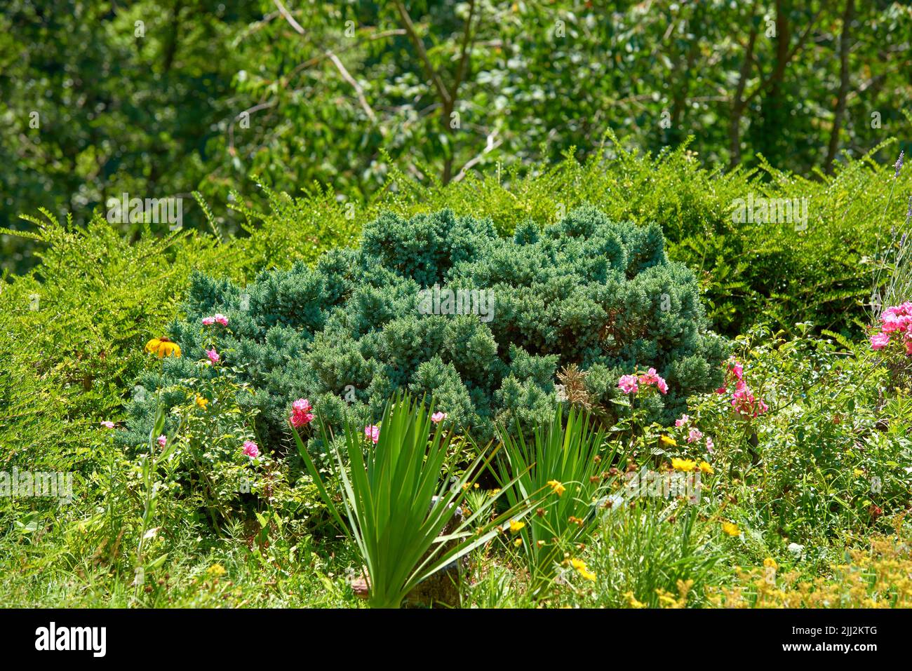 Beautiful green landscape with shrubs, trees, and flowers in nature. Closeup of grass and growing plants in summer with a forest background. A Stock Photo