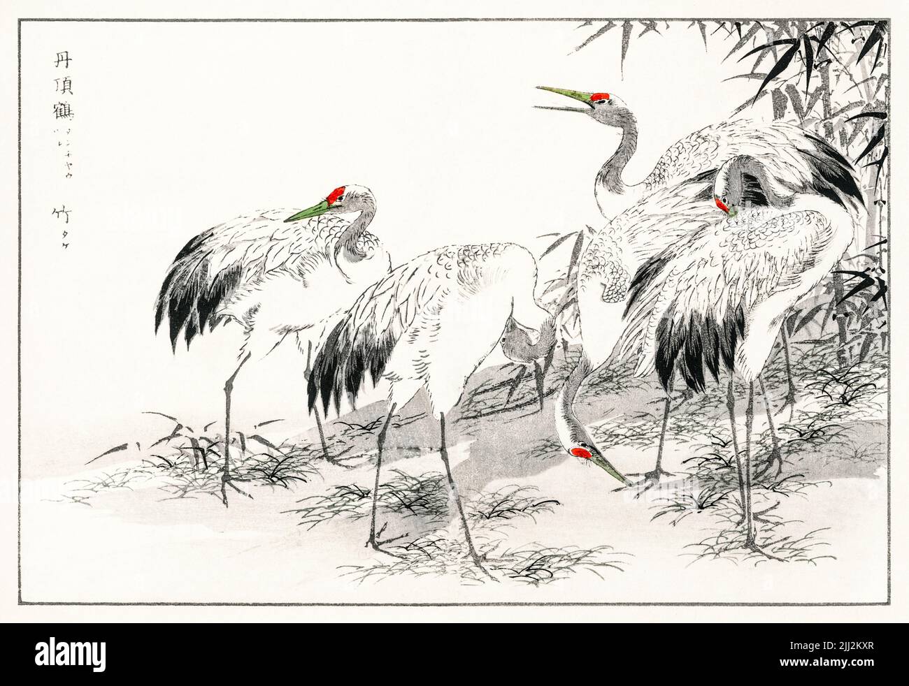 Download this stock image: Japanese Crane and Bamboo illustration from Pict...