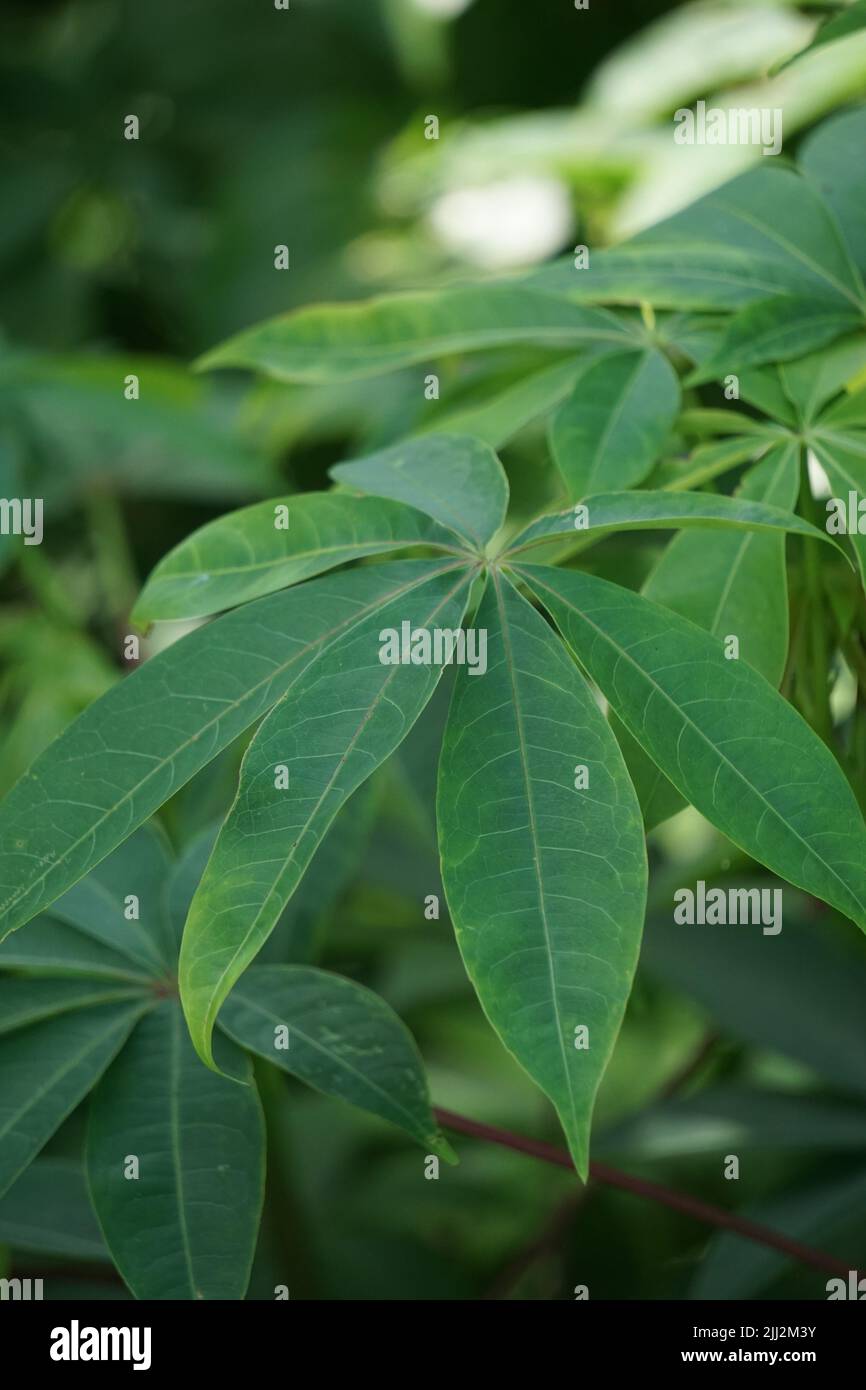 Ceiba pentandra (cotton, Java kapok, silk cotton, samauma) with a natural background. Indonesian used this plant as bed Stock Photo