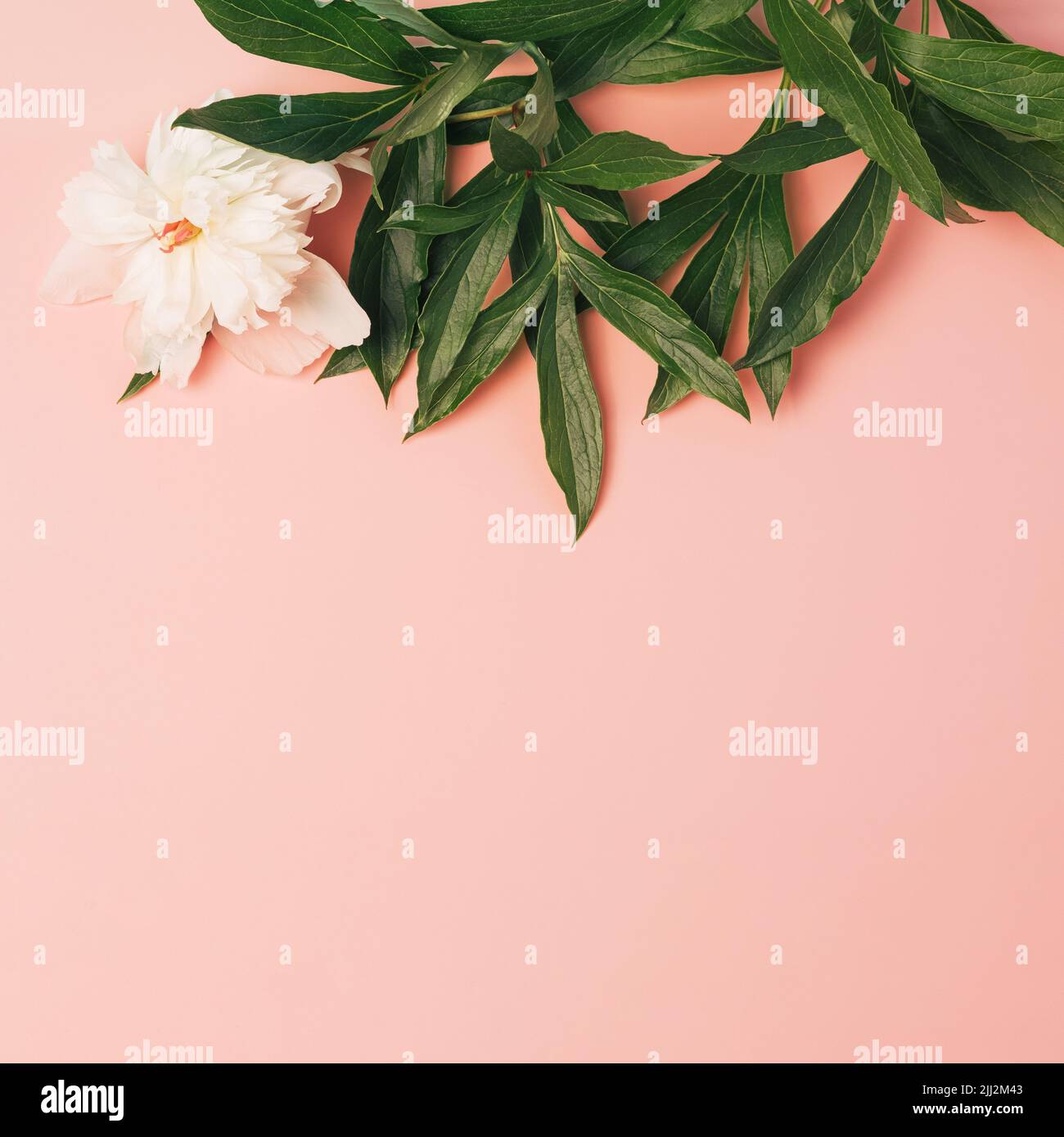Peony plant with white flowers against the light pink background. Floral minimal top view Stock Photo