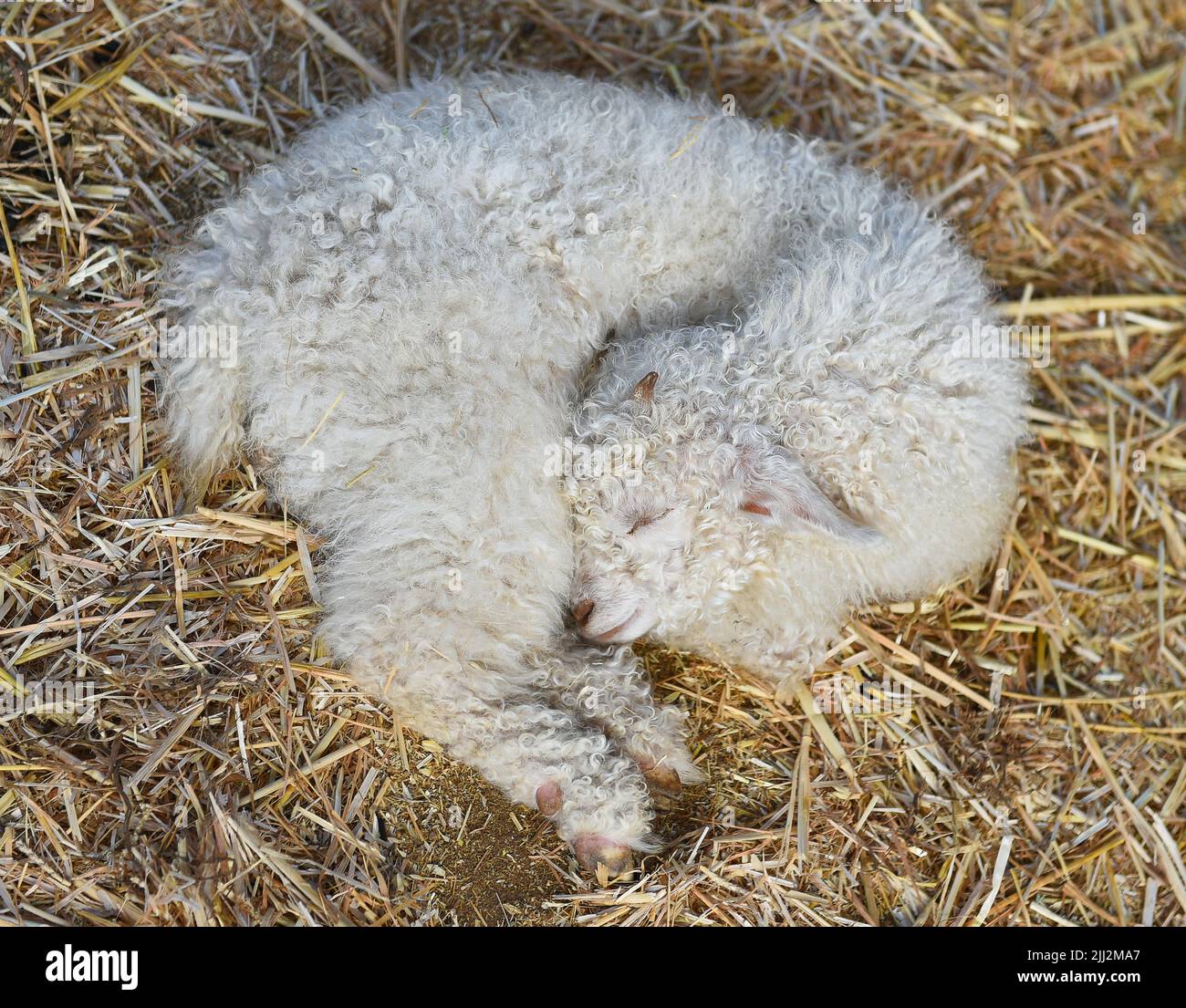 Two month old female Angora Goat asleep in the hay. Stock Photo