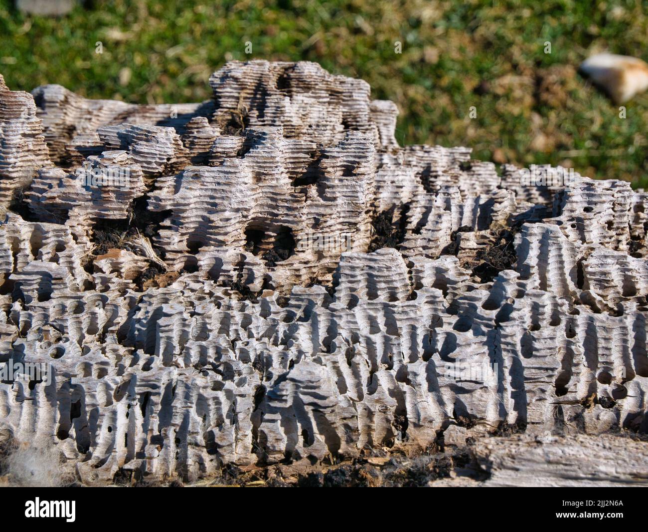 Layers of wind and weather eroded white rock on the coast near Calder's Head near Uyea, Shetland, UK. Taken on a sunny day. Stock Photo