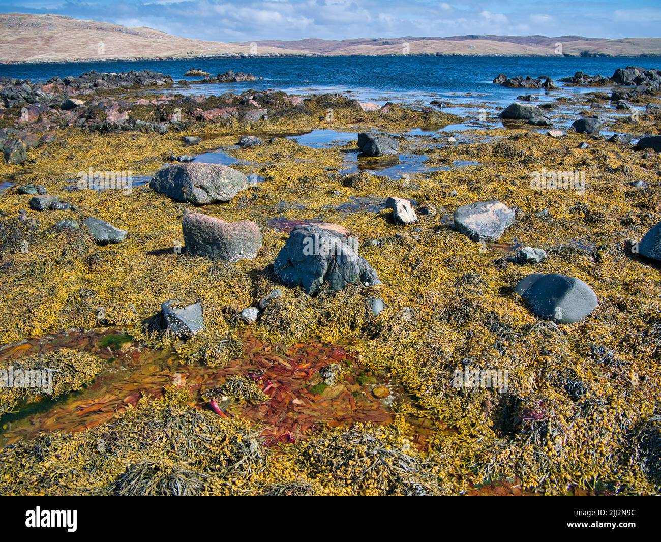 Extensive growth of bladderwrack seaweed on a rocky shoreline at low tide on the Ness of Hillswick, Northmavine, Shetland, UK. Stock Photo