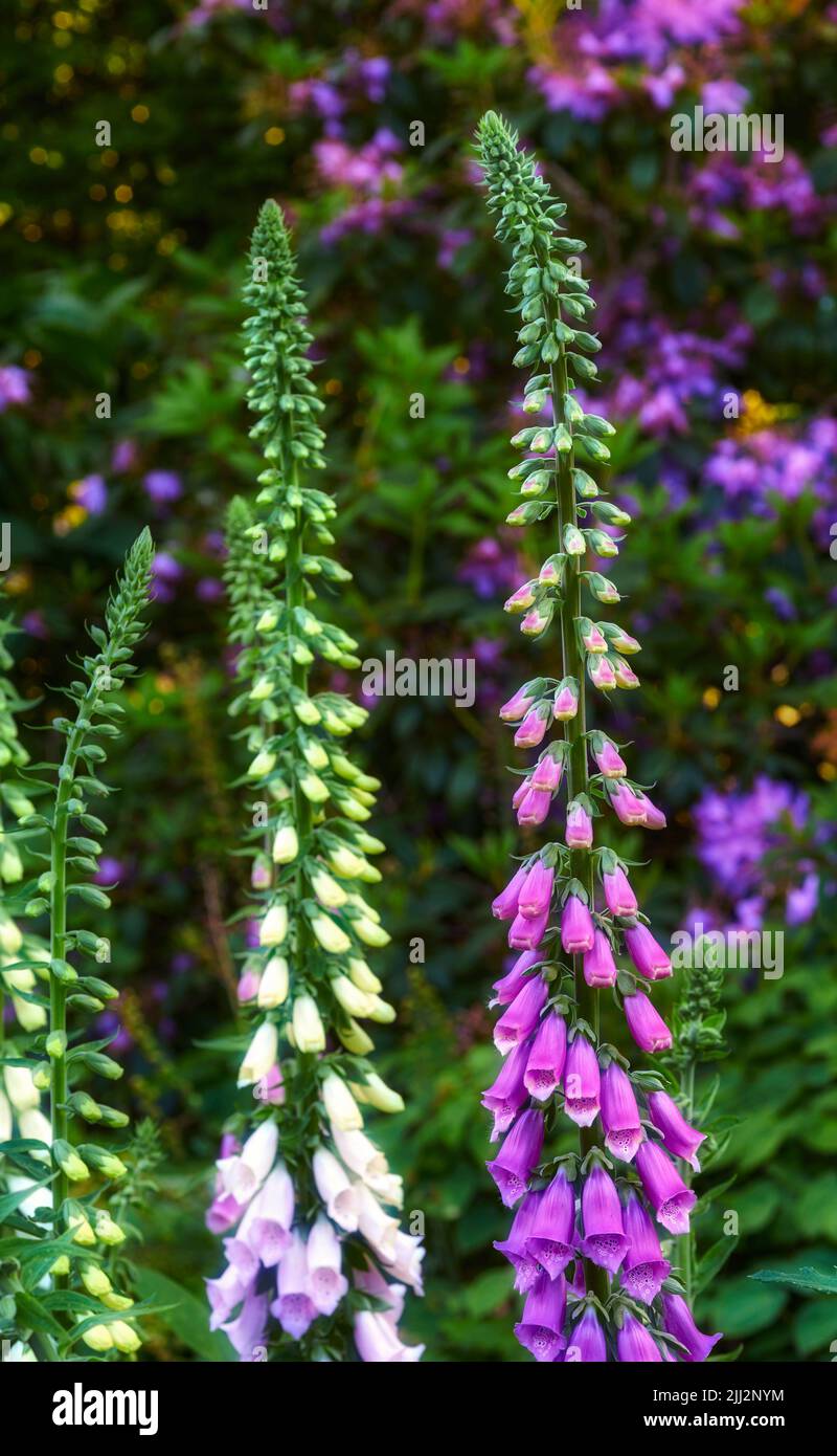 Beautiful Foxgloves flowers growing in a forest or home garden. Closeup of purple flowering plants blooming and sprouting on a tall stem in nature Stock Photo