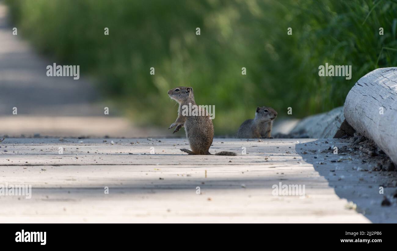 While foraging for food, these two small prairie dogs must remain vigilant. Stock Photo