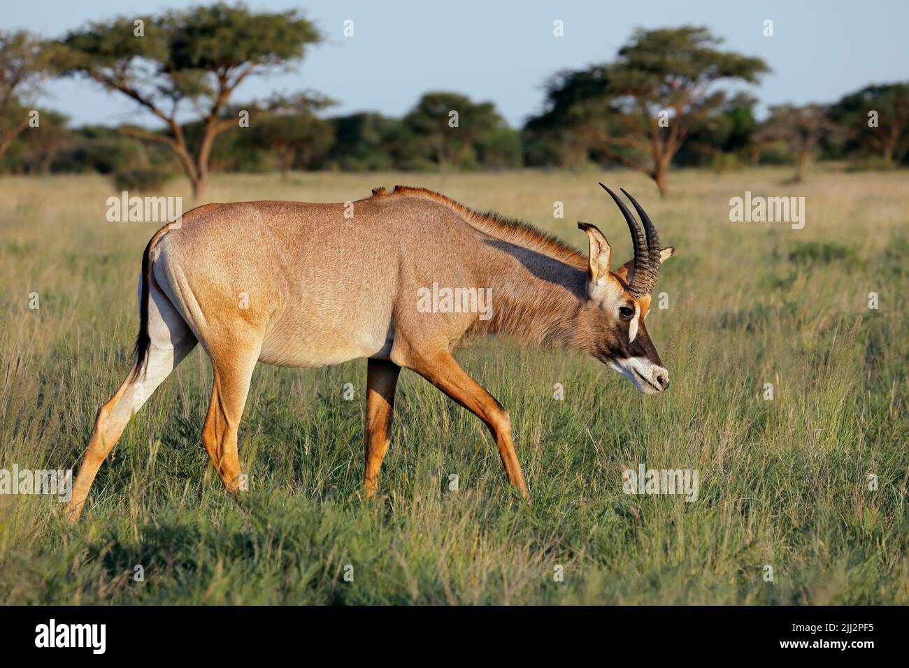A rare roan antelope (Hippotragus equinus) in natural habitat, Mokala National Park, South Africa Stock Photo