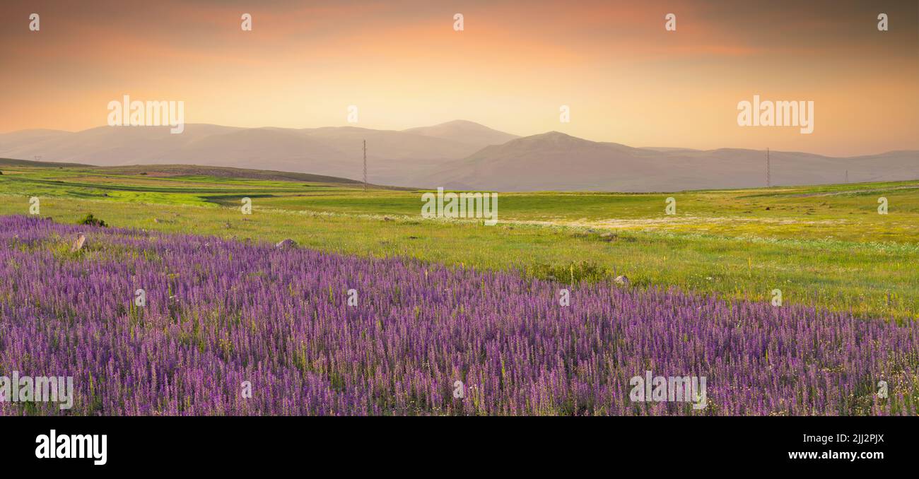 Flower fields color grass hi-res stock photography and images - Alamy