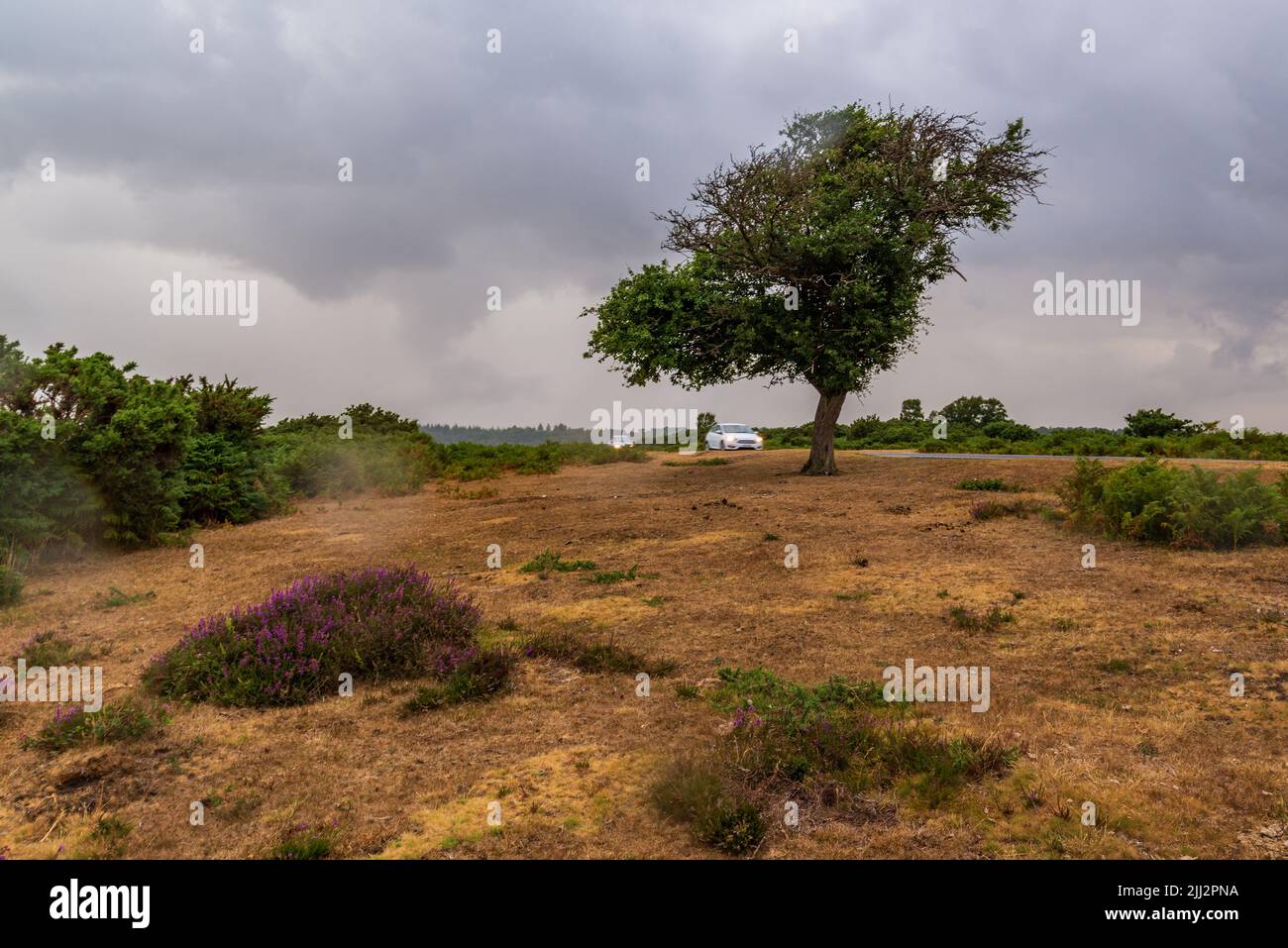 Godshill, New Forest, Hampshire, UK, 22nd July 2022, Weather: Rain at last following weeks of dry weather and missing out on recent showers. Tinder dry heathland gets a soaking in a heavy downpour late afternoon. Paul Biggins/Alamy Live News Stock Photo