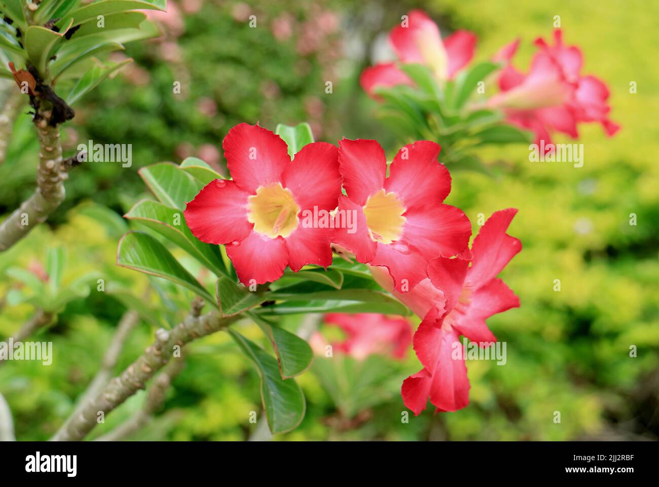 Vibrant red adenium flower hi-res stock photography and images - Alamy