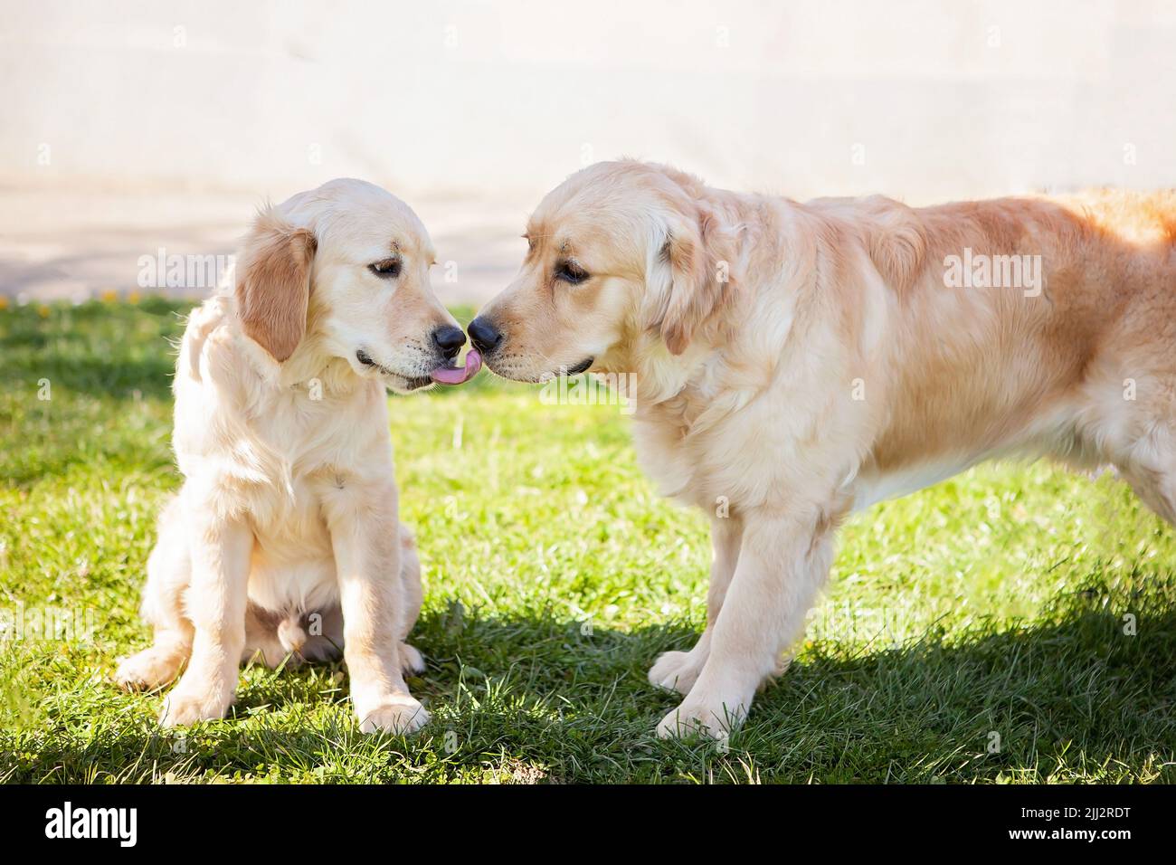 Golden retrievers, adult dog being licked kissed by a young puppy. Detail of the two heads close together. Lovely, funny and gorgeous outdoor photo of Stock Photo