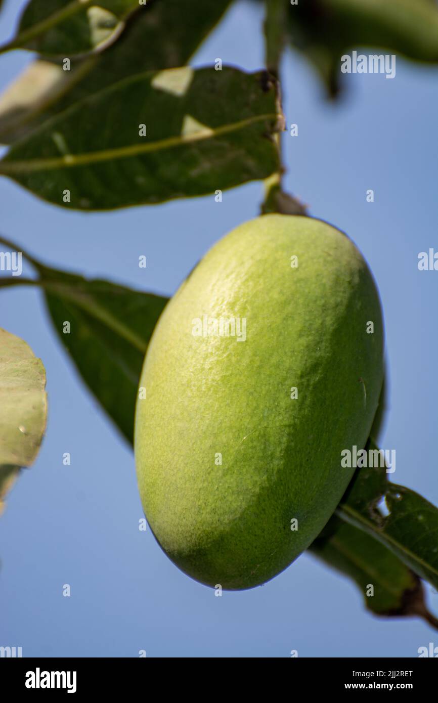 Close up of a mango fruit on tree Stock Photo