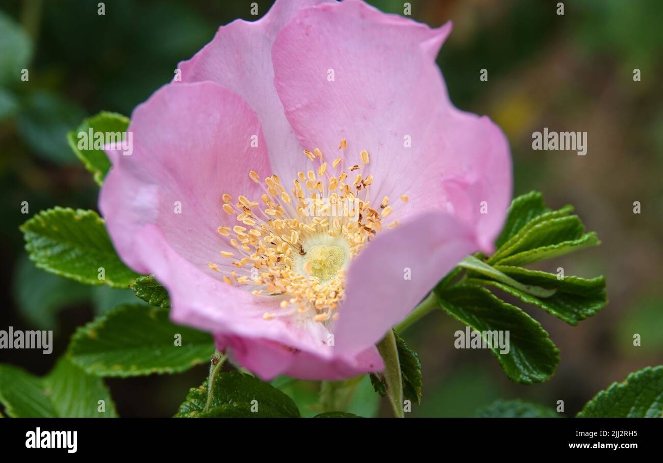 Beautiful light pink rosa rugosa rose with yellow stamens Stock Photo