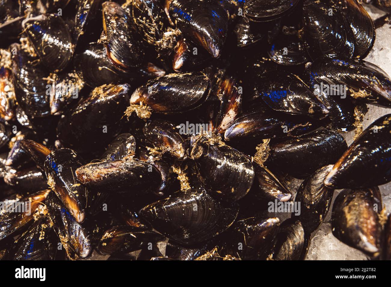 A pile of large black mussels sitting on ice at an outdoor farme'r market or fish market. Stock Photo