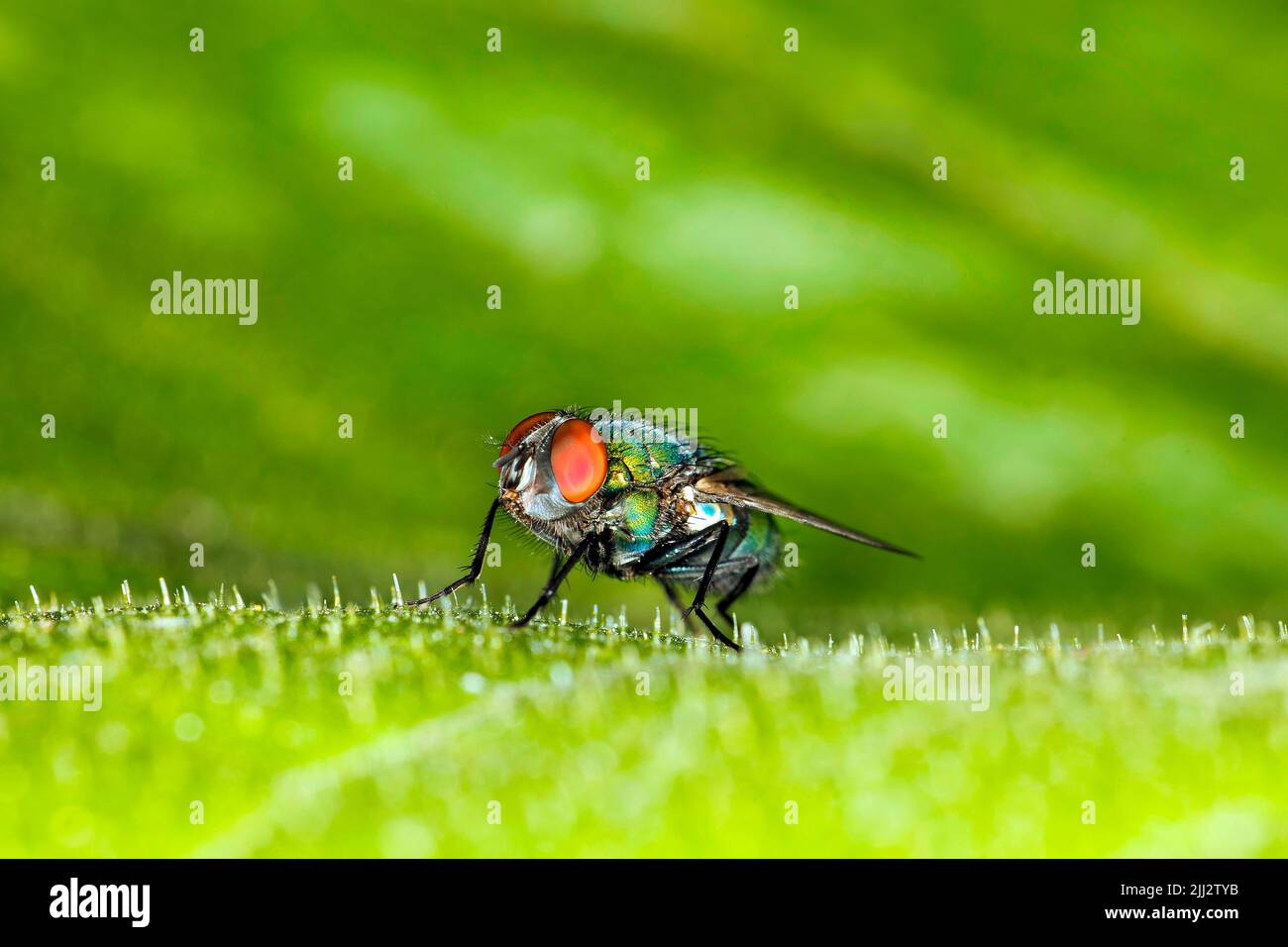 Blow fly, blow-fly, carrion fly, bluebottle, greenbottle, or cluster fly, Germany Stock Photo