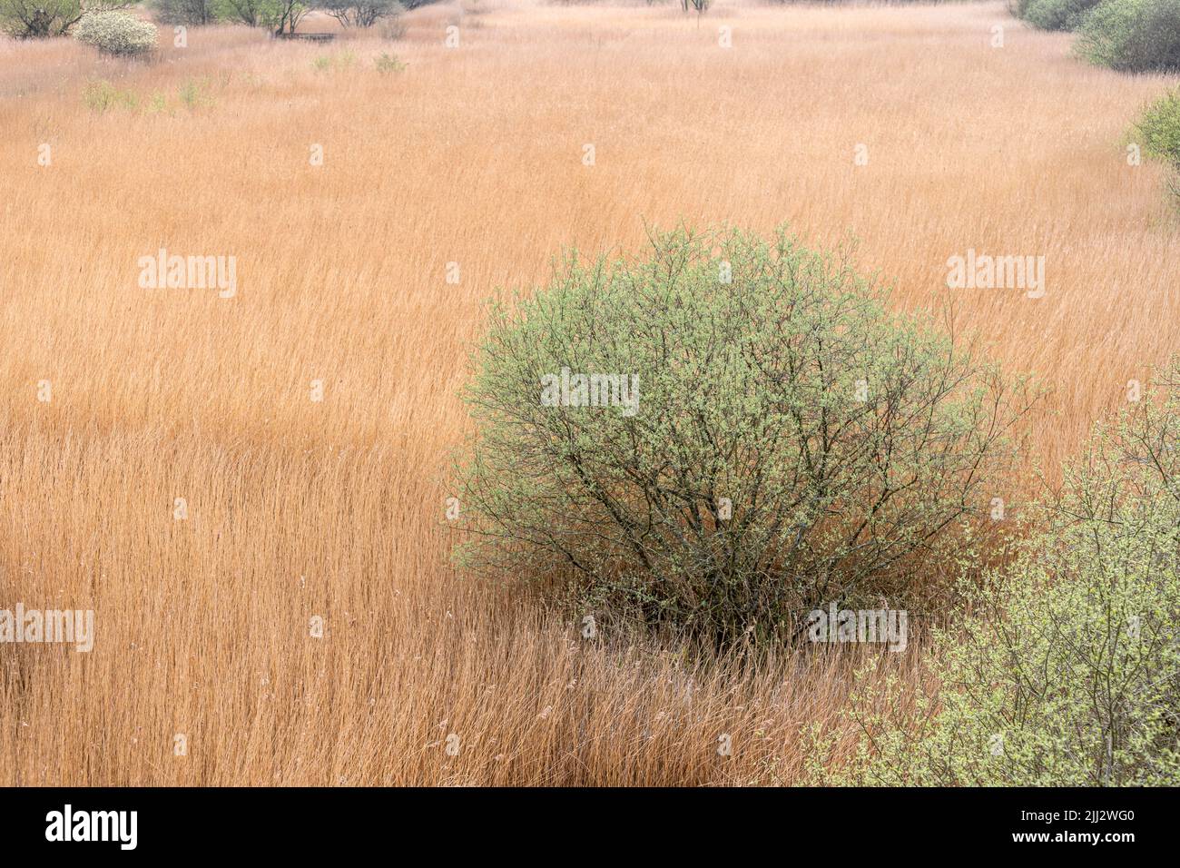 Reeds in Leighton Moss RSPB reserve, Lancashire, England, United Kingdom Stock Photo