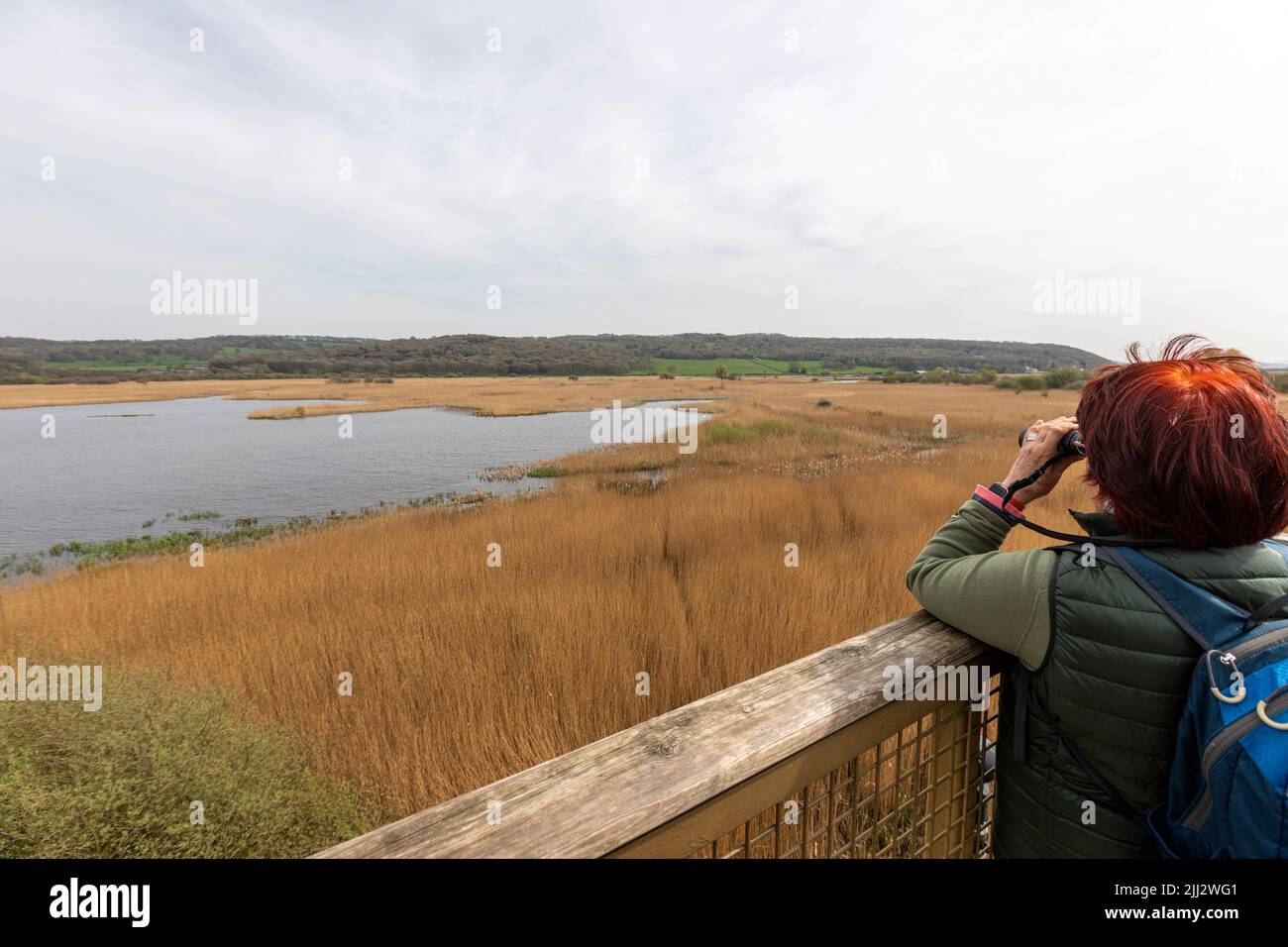 Woman in elevated viewing platform known as the 'Skytower'. Leighton Moss RSPB reserve, Lancashire, England, United Kingdom Stock Photo