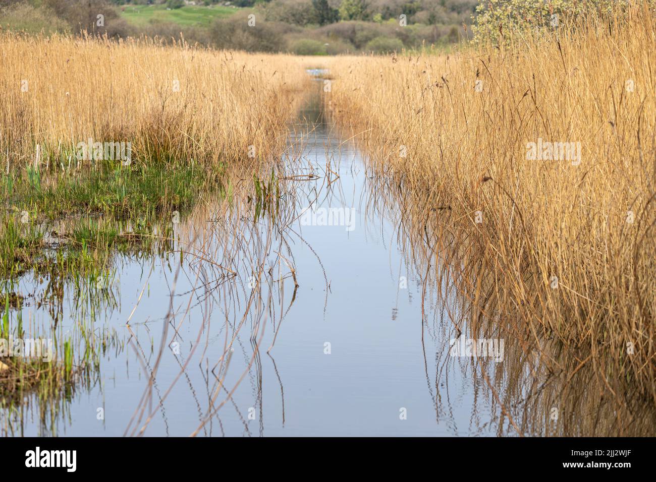Reeds in Leighton Moss RSPB reserve, Lancashire, England, United Kingdom Stock Photo