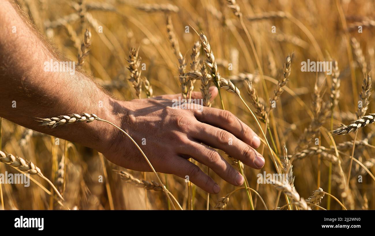 Male hand gently stroking the crop of dry cereal plants in warm soft light on a field. Close-up photo. Stock Photo