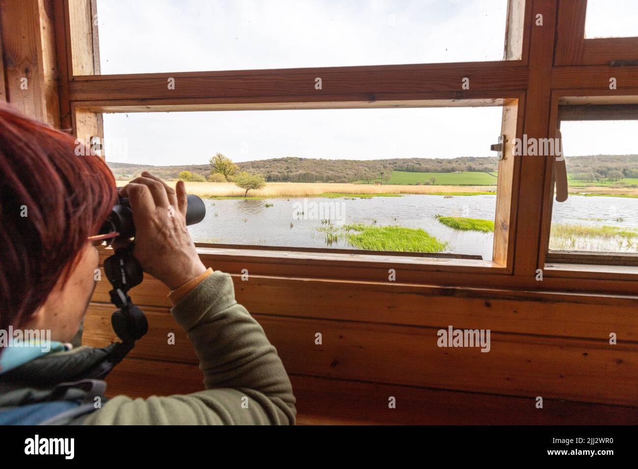 Woman with binoculars  in Grisedale Hide, Leighton Moss RSPB reserve, Lancashire, England, United Kingdom Stock Photo