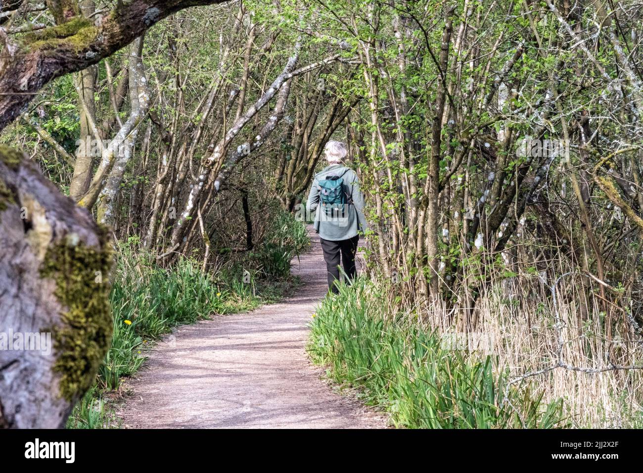 Tourist walking in a path, Leighton Moss RSPB reserve, Lancashire, England, United Kingdom Stock Photo