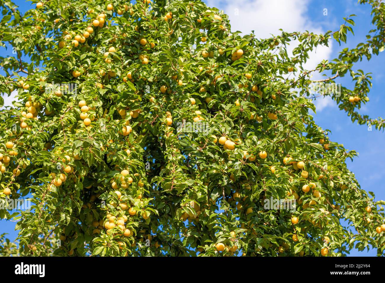 Ripe fruit of wild yellow Mirabelle cherry plum (Prunus cerasifera) on a tree in Summer Stock Photo