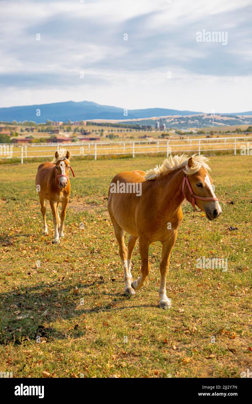 horse family grazing at sunset , farm animals Stock Photo Alamy