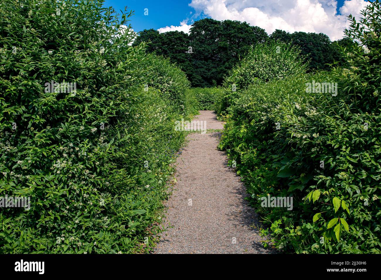 walking country path among deciduous bushes, place for walking towards forest with big trees on a sunny summer day in a park with blue sky and clouds, Stock Photo