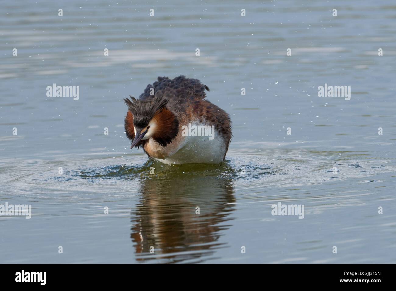 Summer plumaged Great Crested Grebe (Podiceps cristatus) fishing on a lake in the Peak District, Derbyshire. Stock Photo