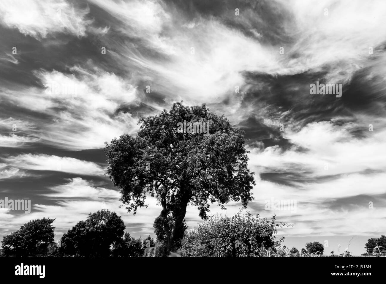 Tree silhouette against a dramatic sky Stock Photo - Alamy