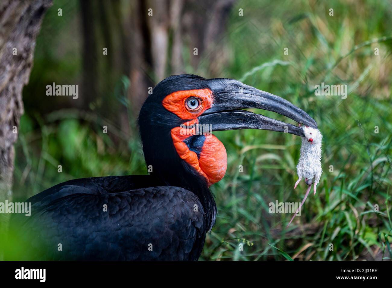 Southern ground hornbill in the forest. Hornbill eats a mouse against the background of green foliage in the forest. Large black bird with red head Stock Photo