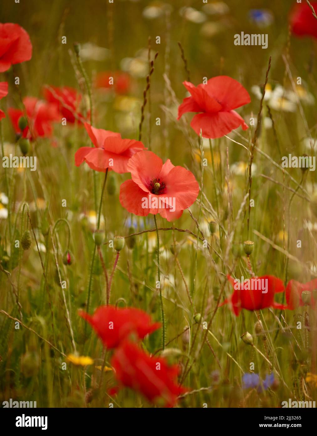 Sunlit Poppies and meadow flowers Stock Photo Alamy