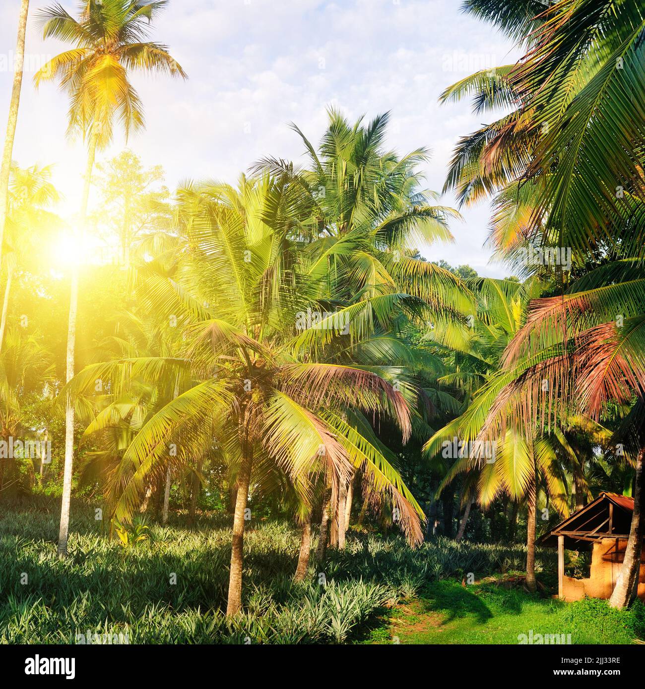 Tropical garden with coconut palms and a pineapple plantation. Shri