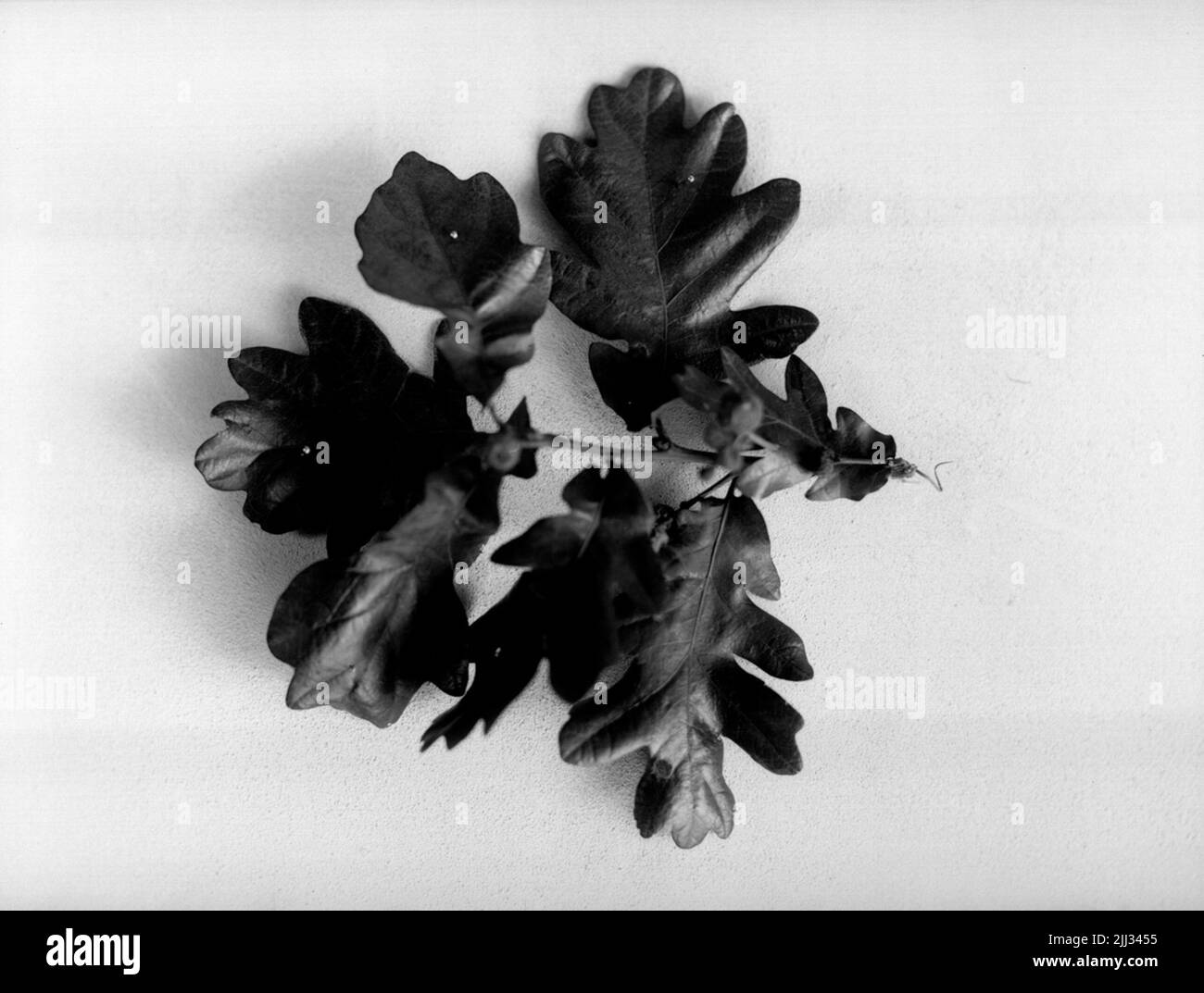 Specimen leaf hi-res stock photography and images - Alamy