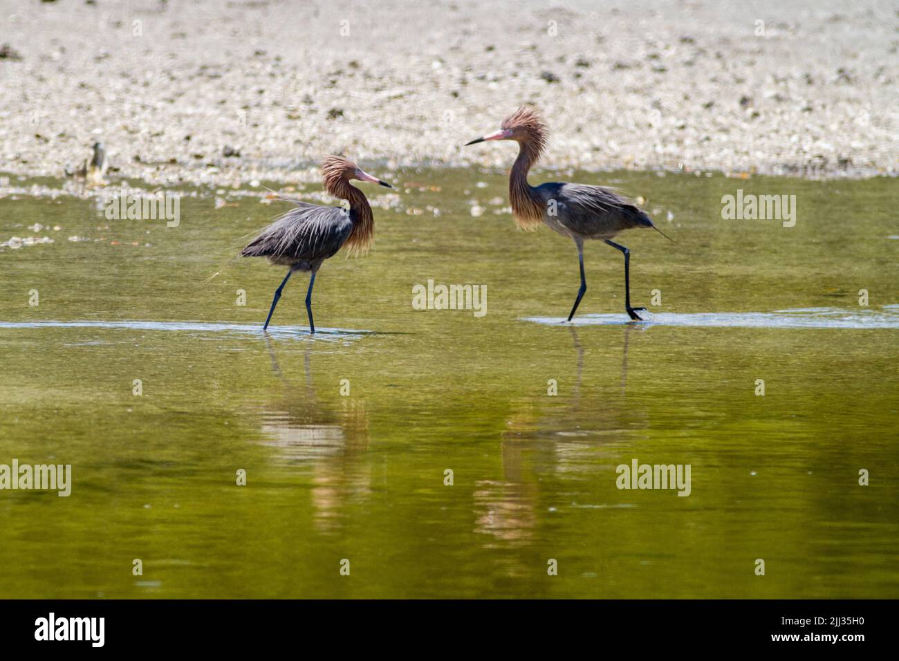 Reddish egrets hi-res stock photography and images - Alamy