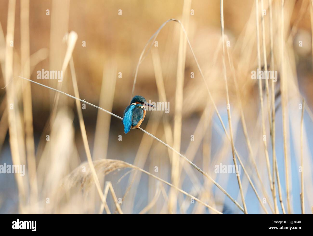 Kingfisher, Alcedo atthis, in a Reed bed in Mid Wales, uk Stock Photo