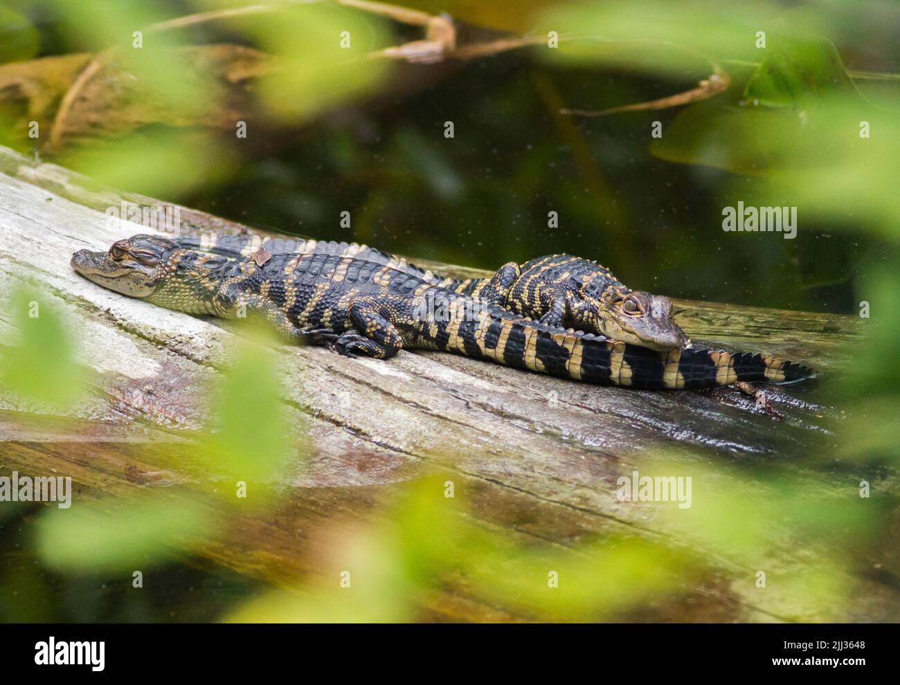 Baby alligators resting on a log. Stock Photo