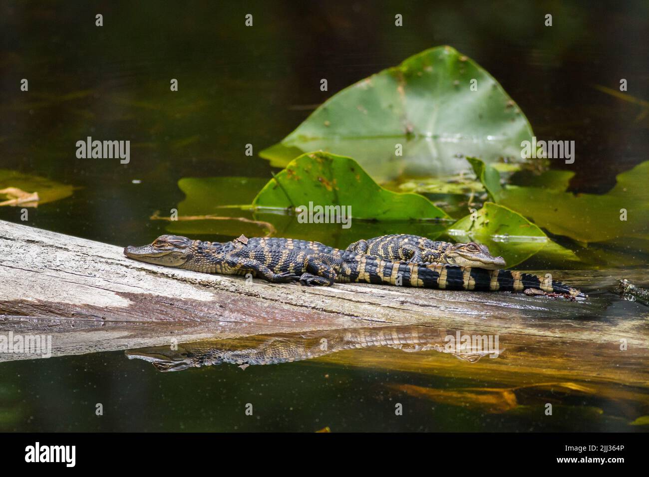 Baby alligators, sunning, on a half-submerged log Stock Photo - Alamy