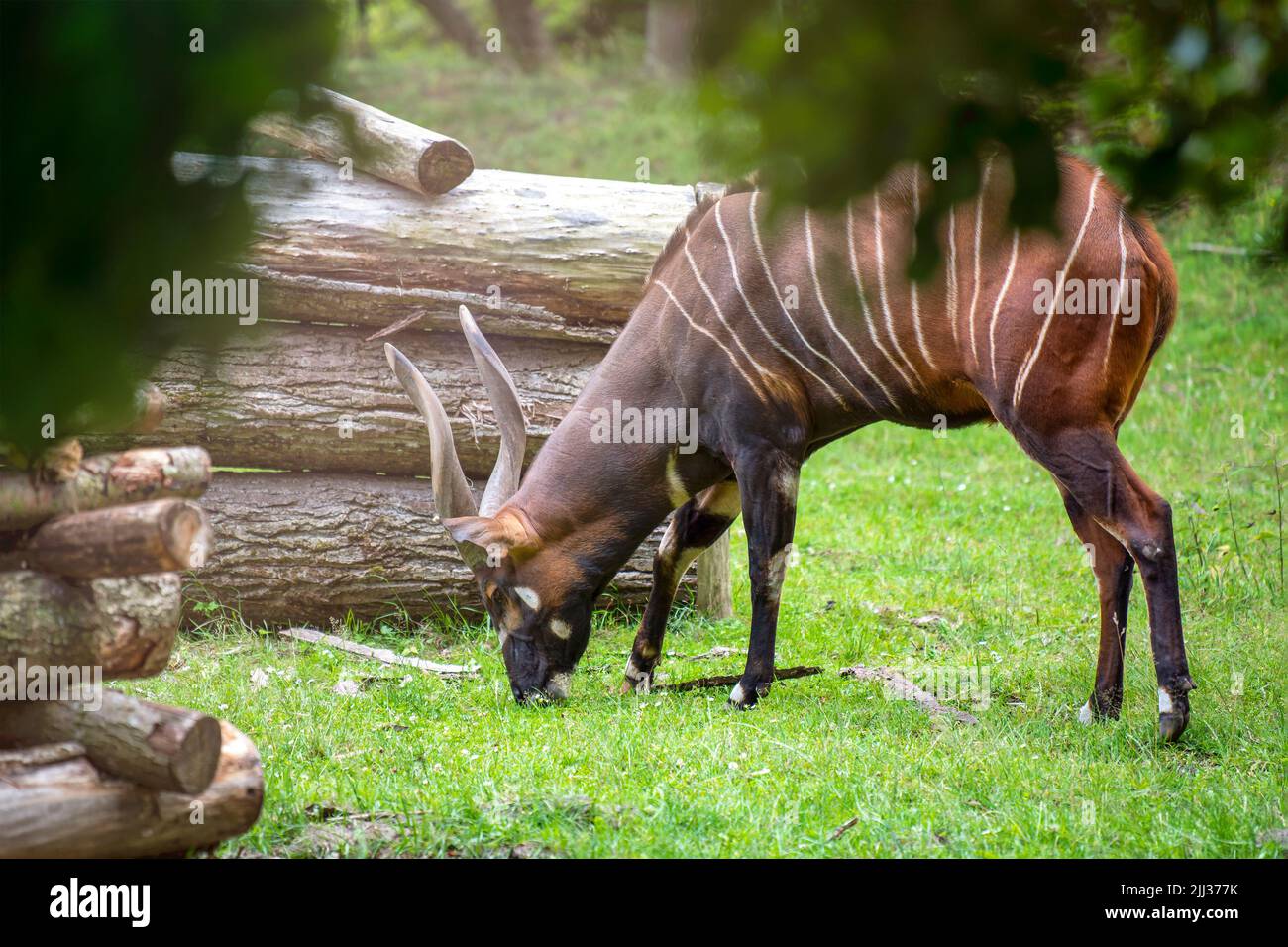 Mountain bongo. Tragelaphus eurycerus isaaci. Brown wild animal with