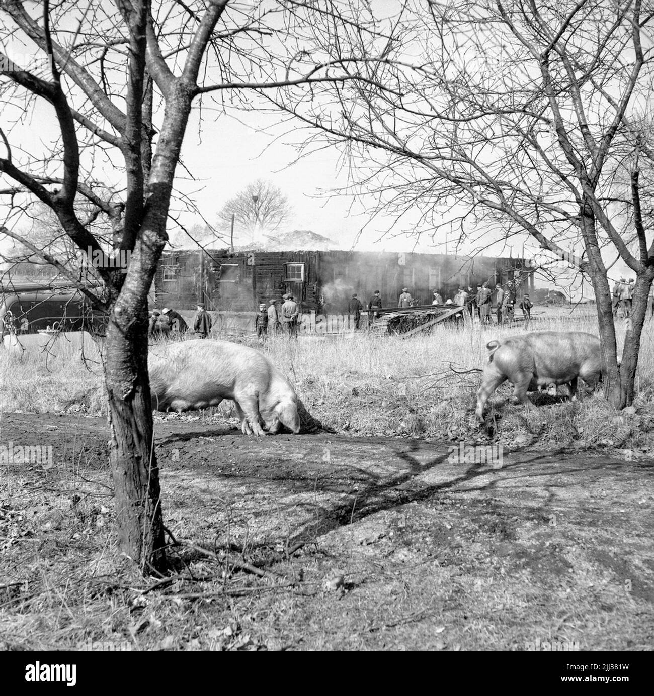 Pigs are burned in Hackvad.7 April 1960 Stock Photo - Alamy