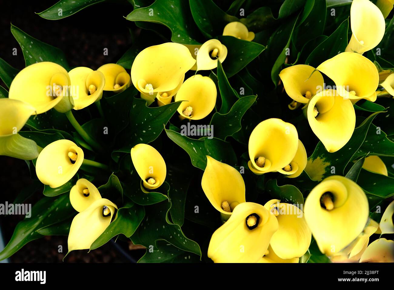 Tatton Park Flower Show 2022 Stock Photo Alamy