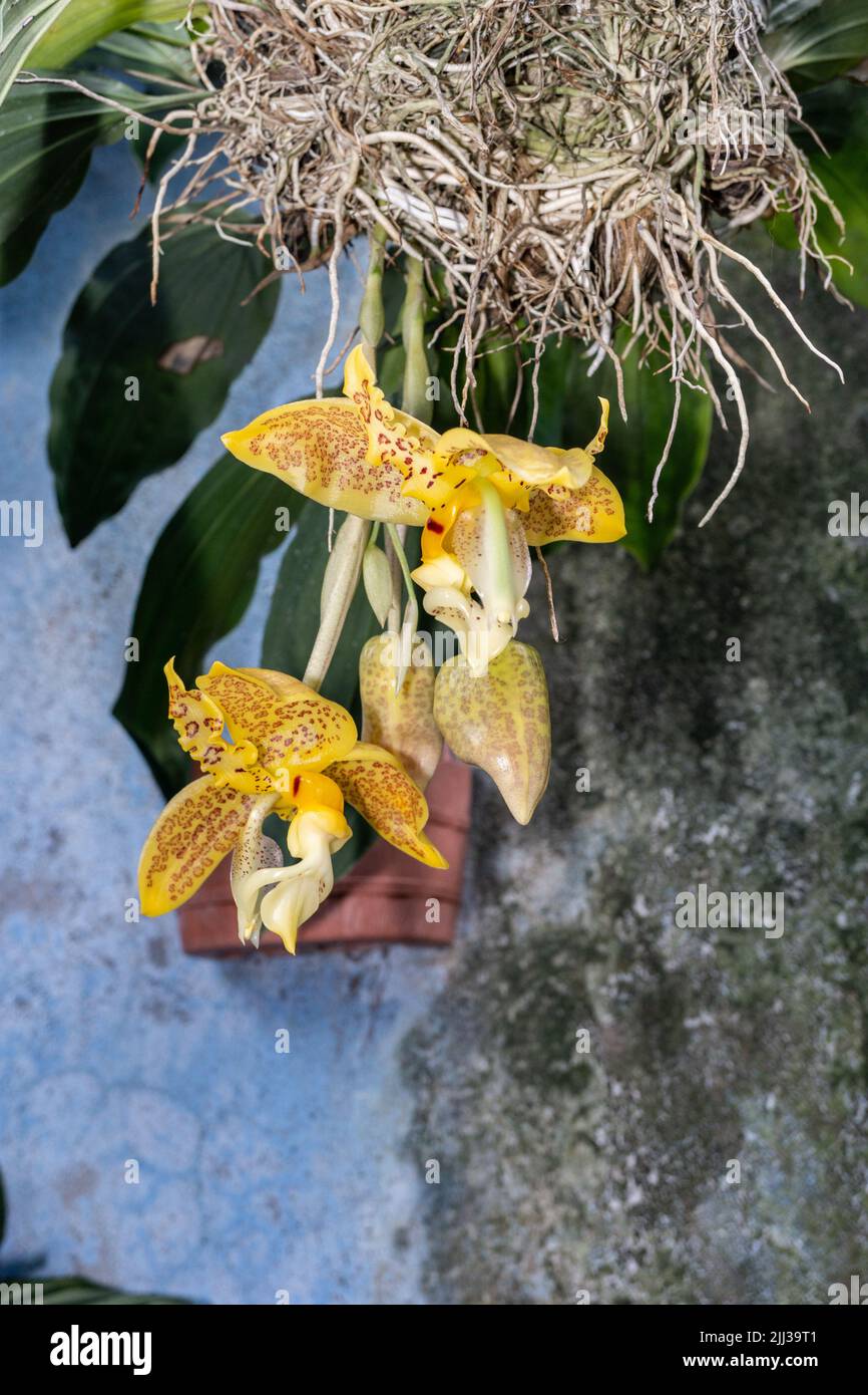 Stanhopea costaricensis is a species of orchid endemic to Central America.   Also called El Torito (little bull) because of the flower shape. Stock Photo