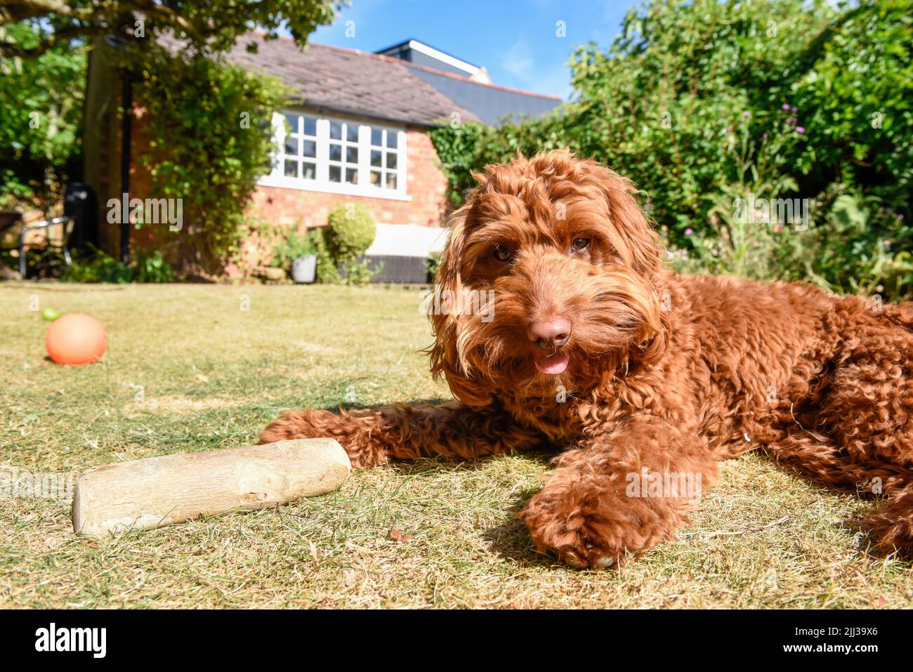A pet puppy dog lying down on the lawn in a garden during hot weather