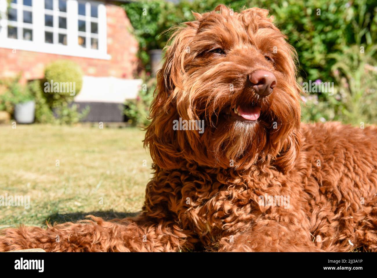 Image showcasing A pet puppy dog lying down on the lawn in a garden during hot weather ...