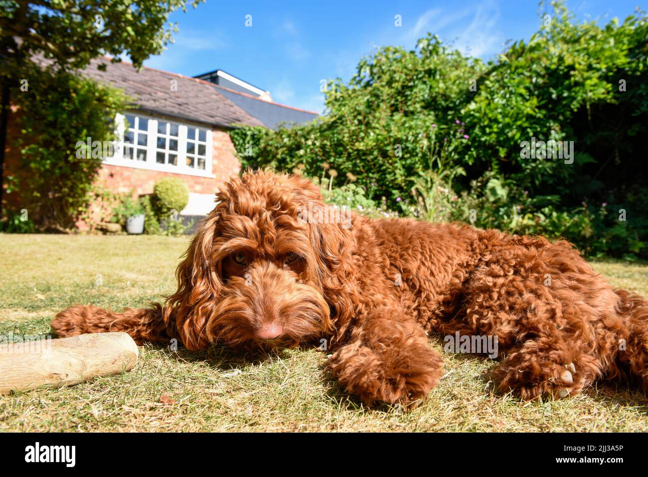 A pet puppy dog lying down on the lawn in a garden during hot weather Stock Photo