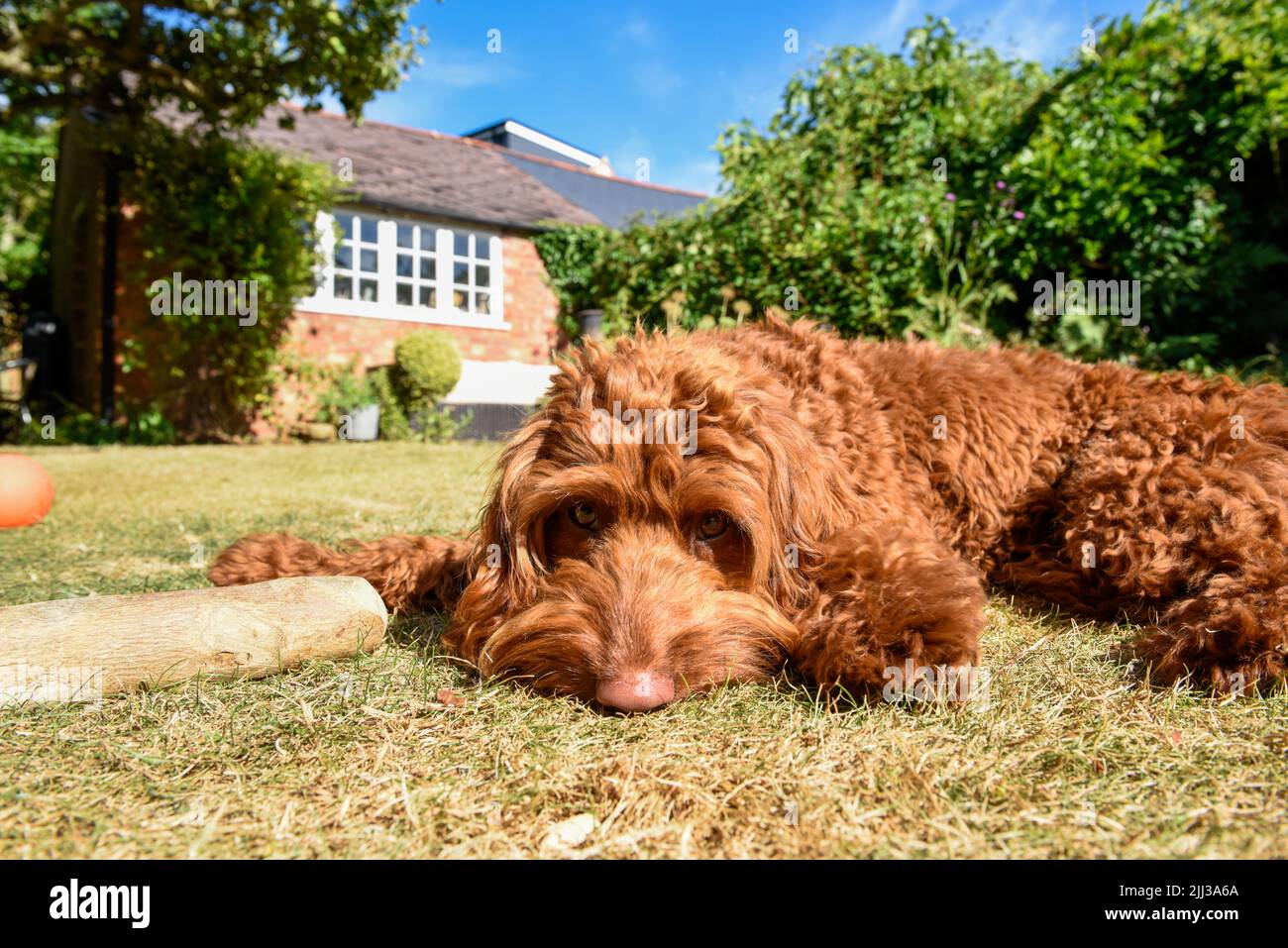 A pet puppy dog lying down on the lawn in a garden during hot weather ...